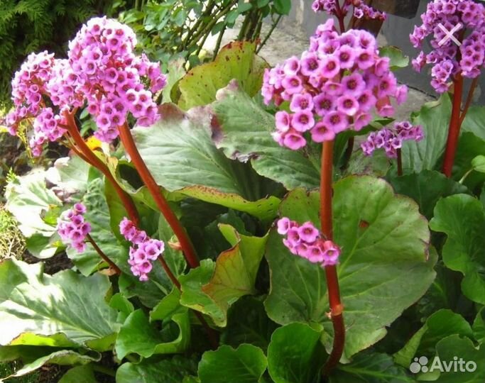 Растения для сада