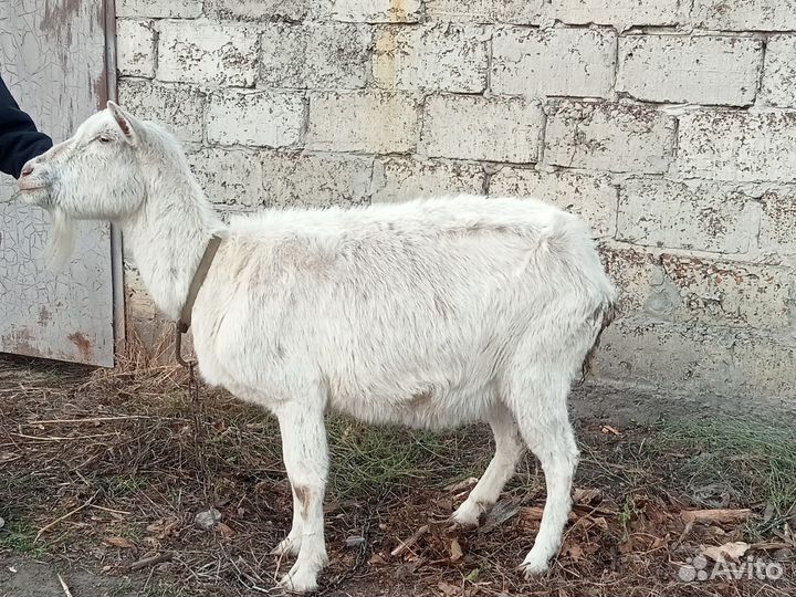 Коза и козочка