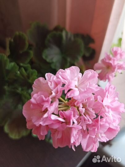 Пеларгония герань