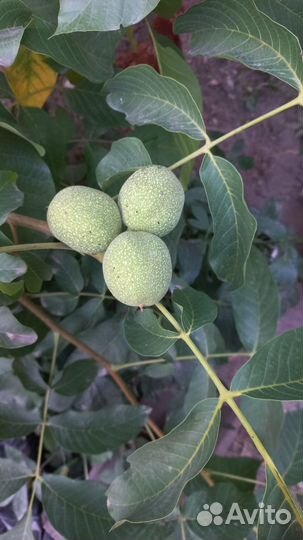 Грецкий орех саженцы