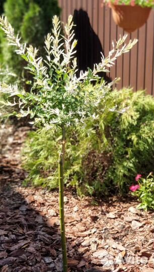 Кора сосны,мульча