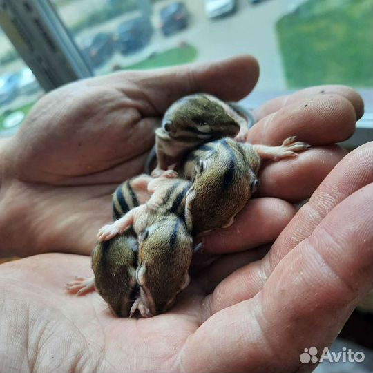 Бурундук оптом