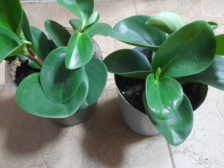 Пеперомия туполистная