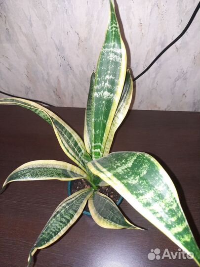 Сансевиерия лаурента компакта