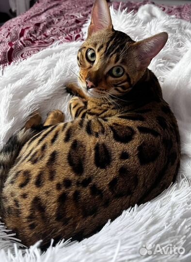Бенгальский кот вязка