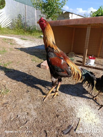 Бойцовые петухи о шамо