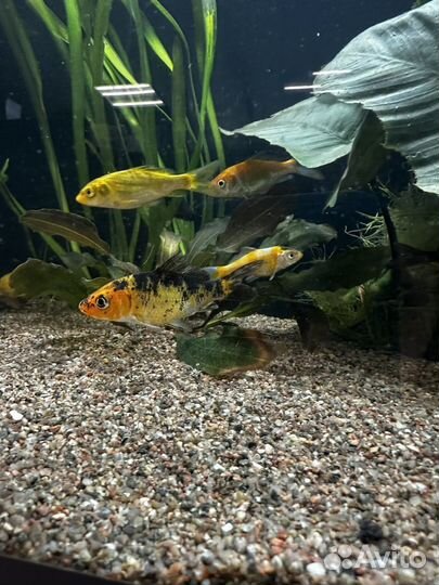 Карпы кои, кометы и другие золотые рыбки