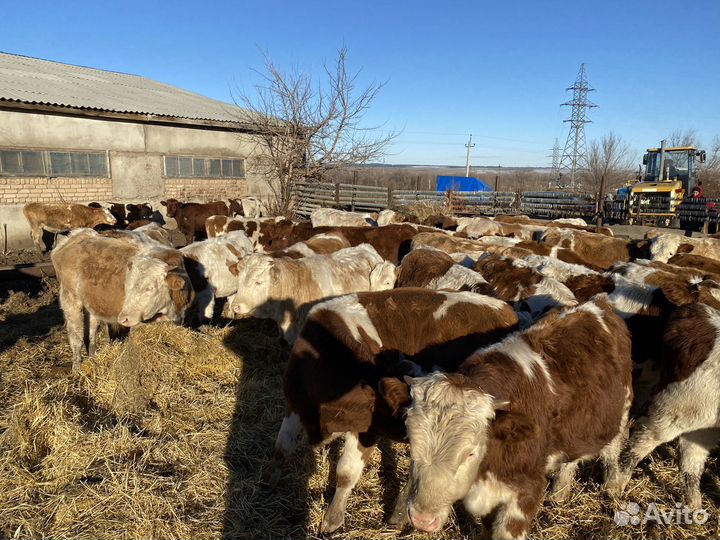 Продам телят