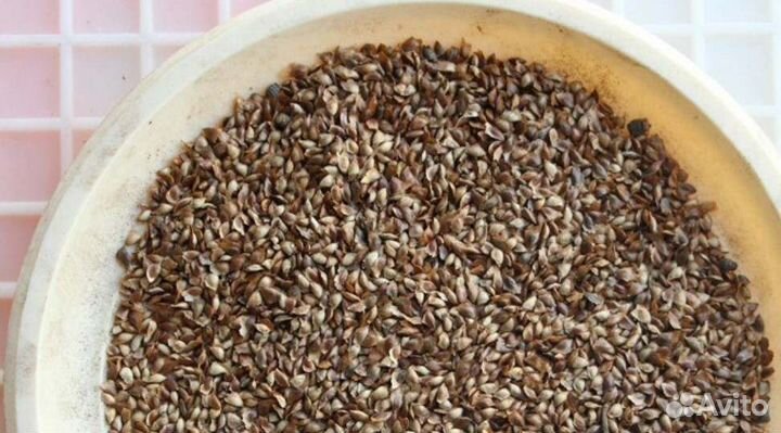 Семена / Сосна обыкновеная