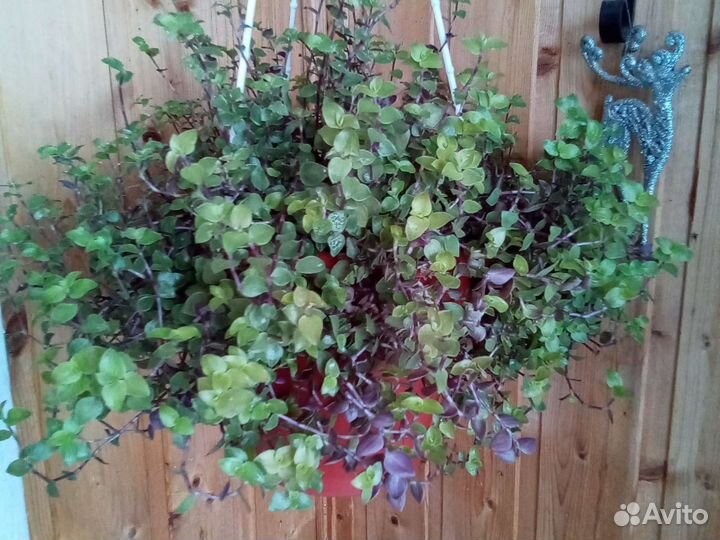 Каллизии 3 сорта