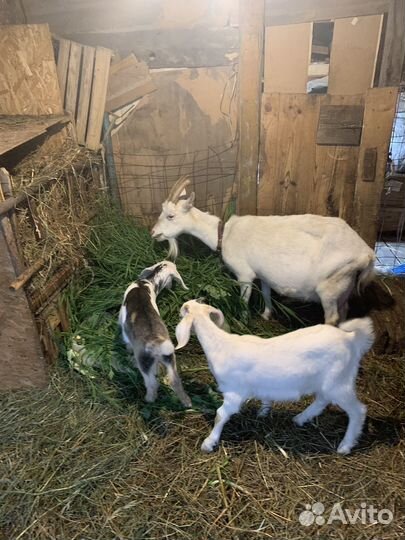 Коза и козочки