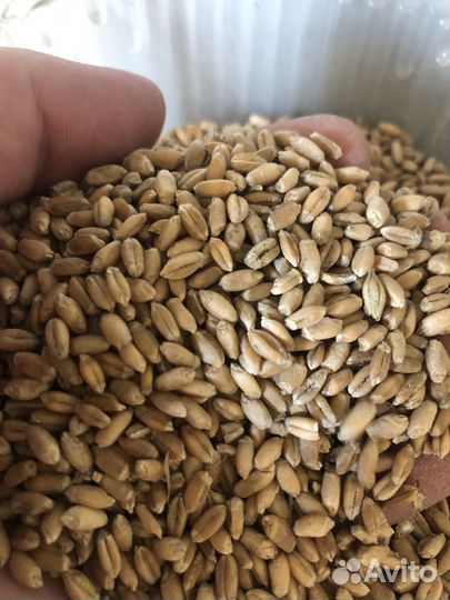 Комбикорм, пшеница, ячмень, овес, кукуруза, горох