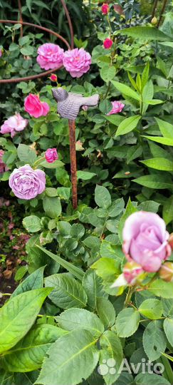 Колышки для поддержки растений