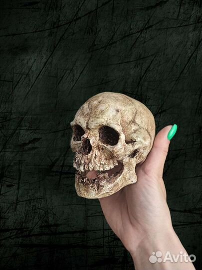 Череп с челюстью