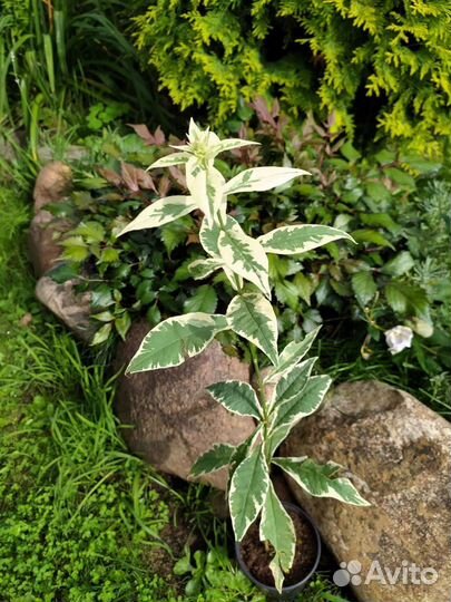 Флокс с вариегатными листьями. Редкий сорт