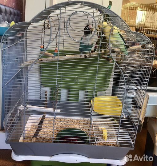 Пара неразлучников