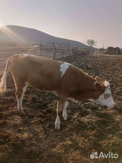 Домашние бычки и телки