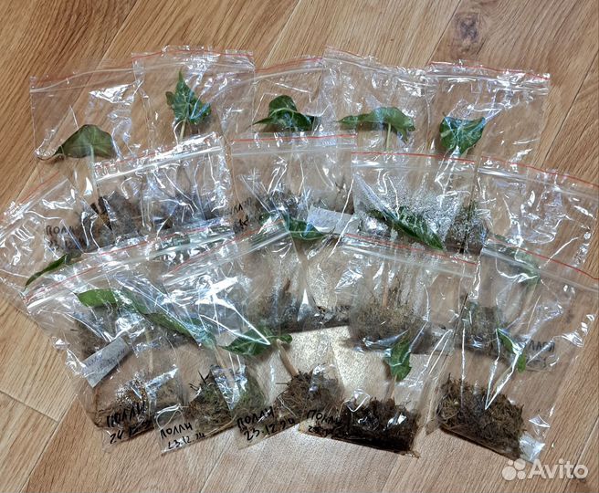 Алоказия полли