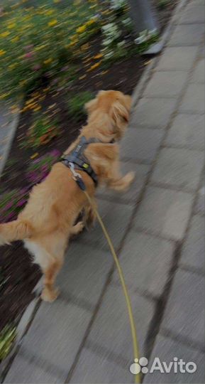 Выгульщик собак