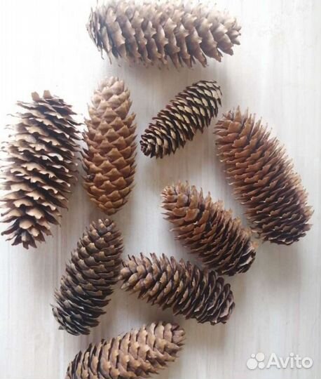 Шишки еловые