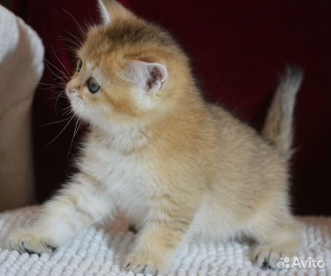 Золотые британчики