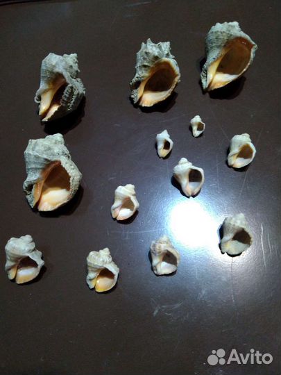 Ракушки, раковины, камни морские, декор, ассорти