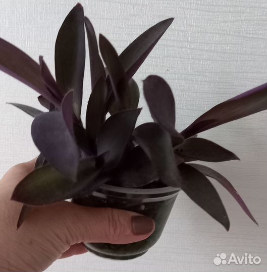 Сеткреазия пурпурная