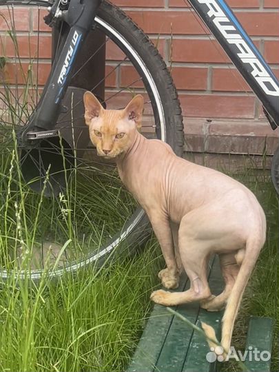 Канадский сфинкс велюр. Вязка