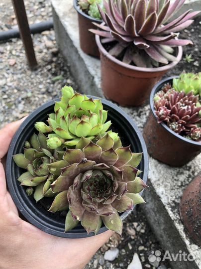 Каменная роза