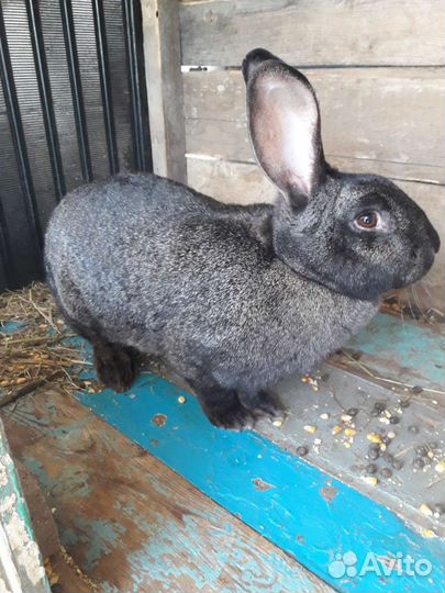 Кролики и крольчата разные