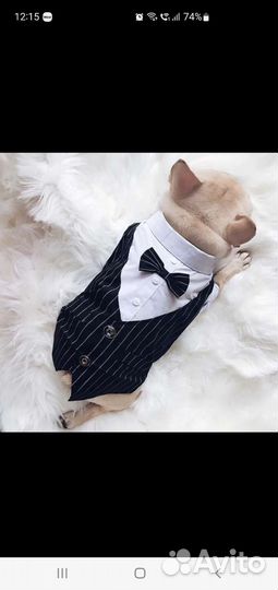 Новый костюм для собак