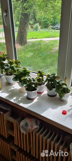 Бигония-Элатиор розовая