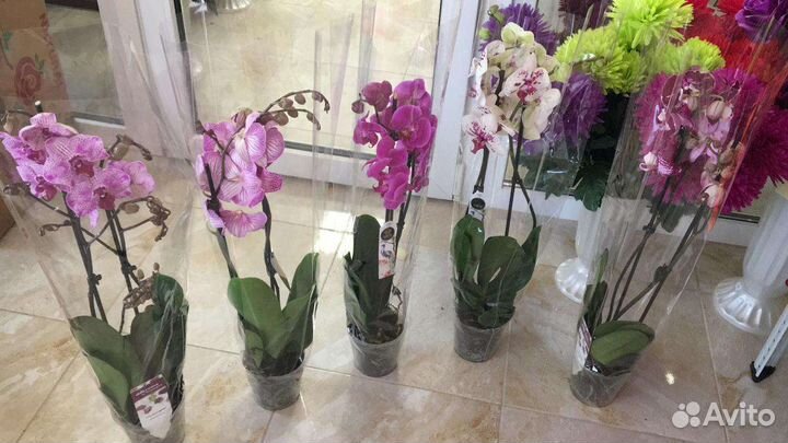 Орхидеи