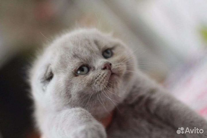 Шотландские кукольные детки