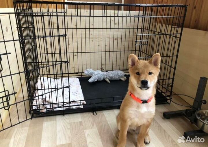 Клетка с поддоном и дверцами для собак