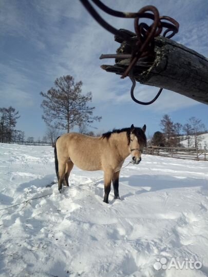 Лошадь жеребец