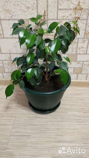 Фикус бенджамина