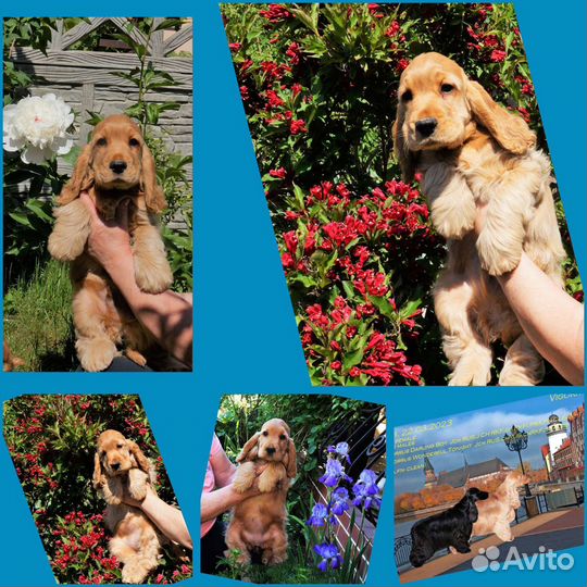 Кокер спаниель