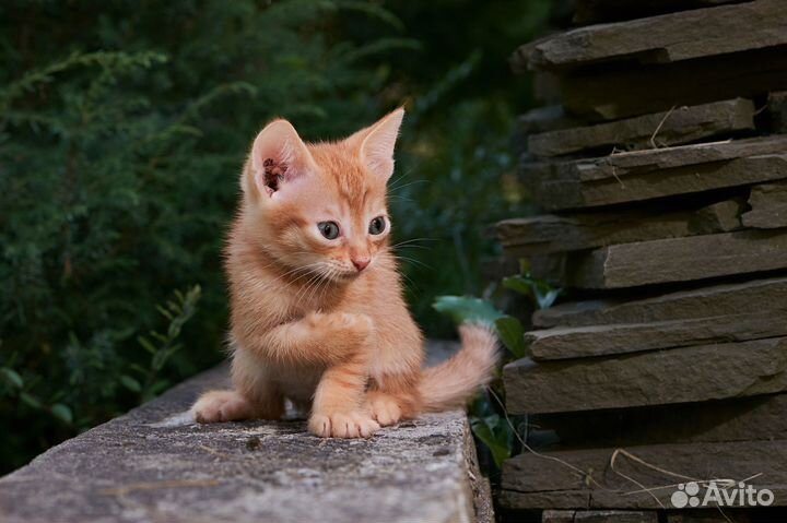 Прелестные котята в добрые руки