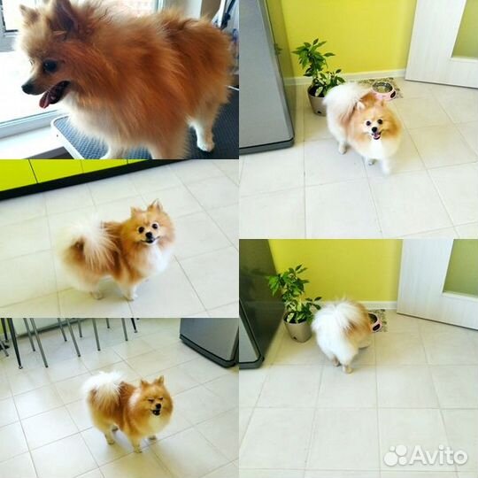 Стрижка кошек/собак.Груминг.Одинцово-1.Выезд