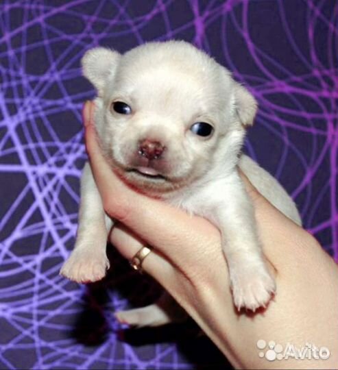 Щенки чихуахуа