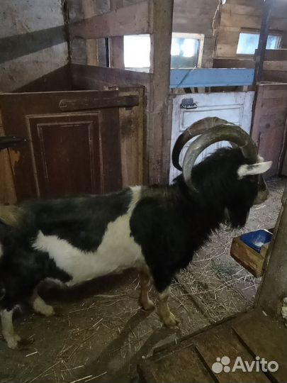 Козел на племя