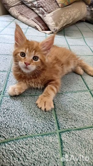 Котята мейн-кун