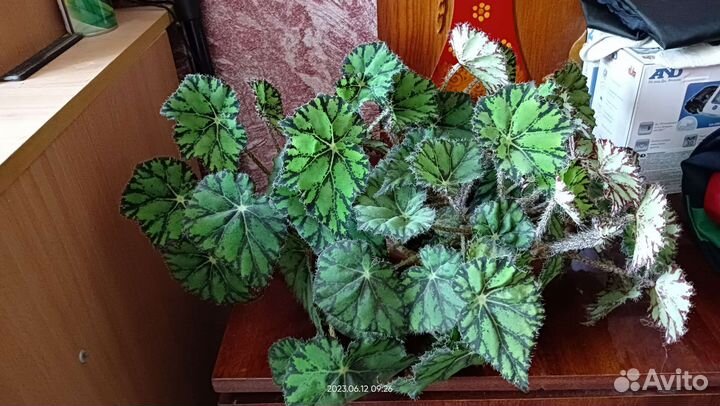 Бегония Бауэра тигровая 3 горшка