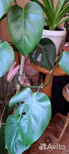 Филодендрон Сканденс