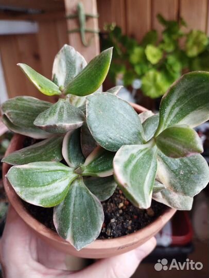 Кактусы,суккуленты, и другие растения