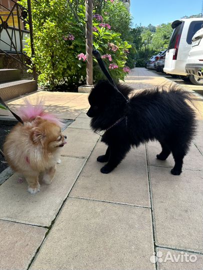 Отель для собак (животных ) Догситтер от 850