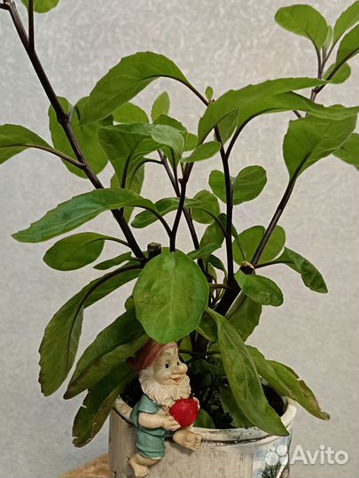 Растение Джинура листья бога