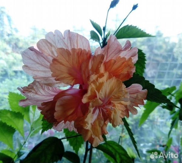 Гибискус китайская роза