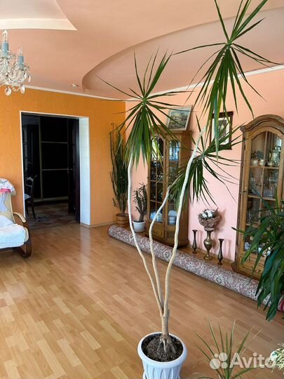 Пальма драцена